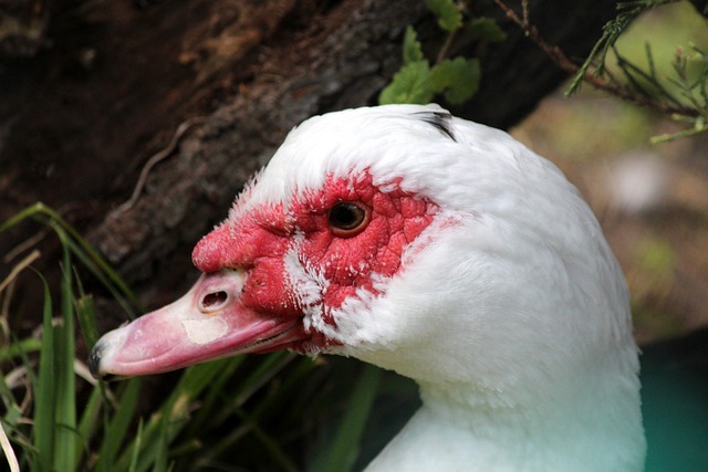 他在沙特联 他在沙特联